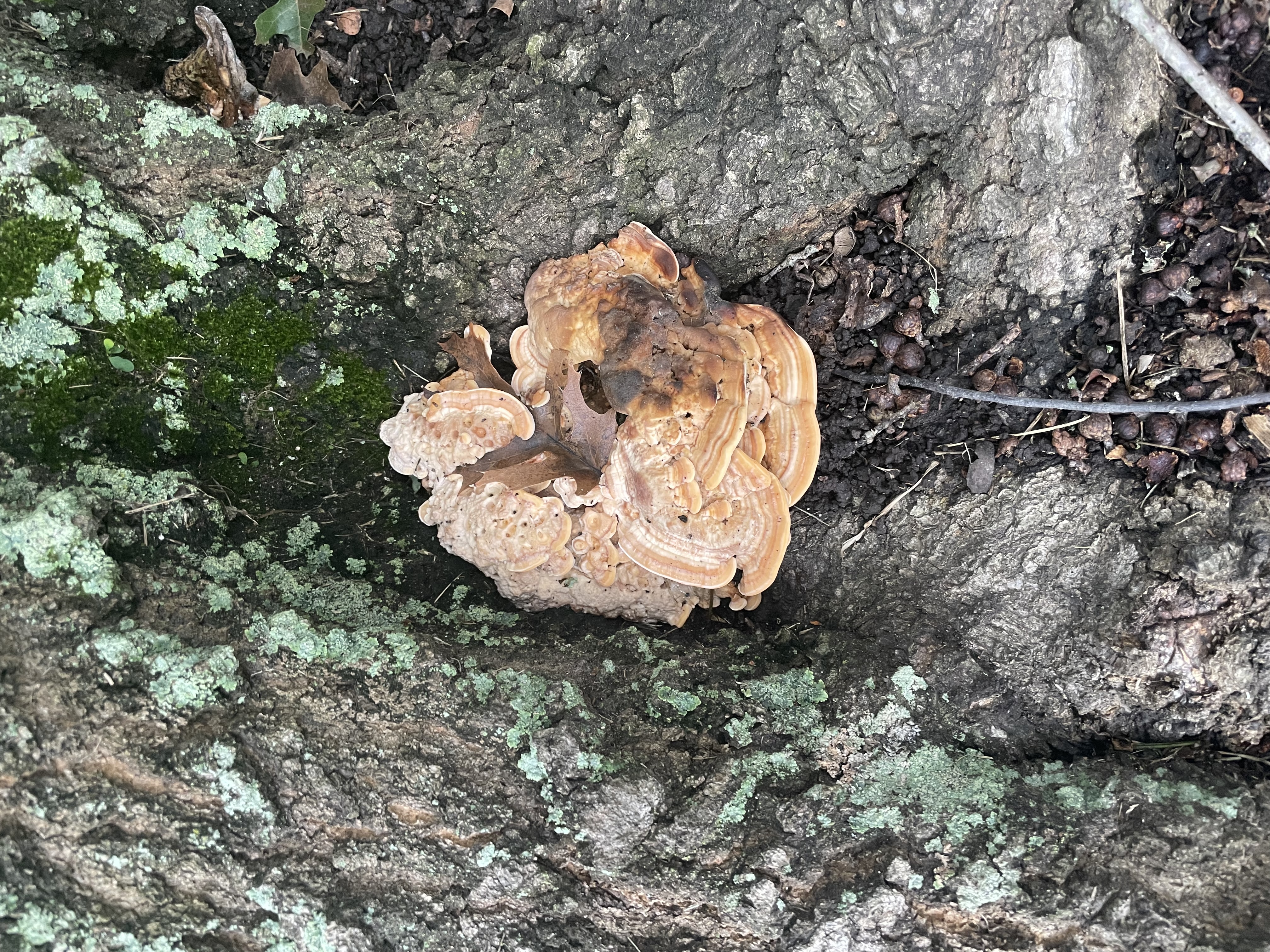 Mushrooms growing out of a tree.